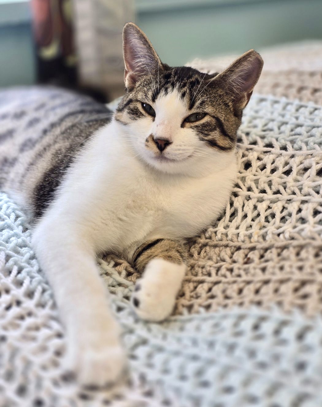 Adopt - Nassau Humane Society