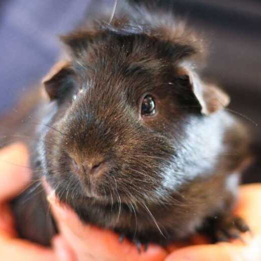 1guineapig2411