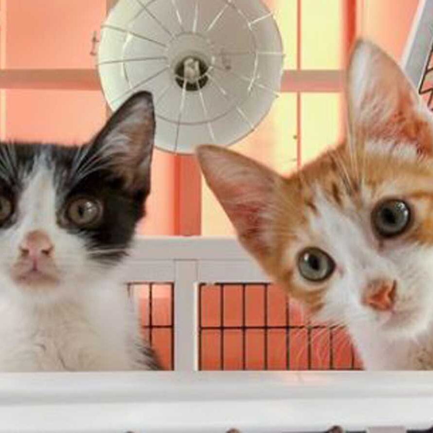 1kittensadoptioncenter3