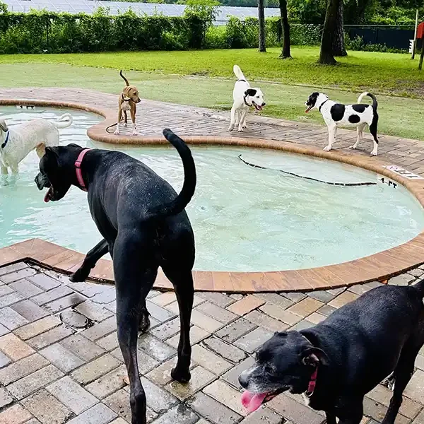 dogpark2