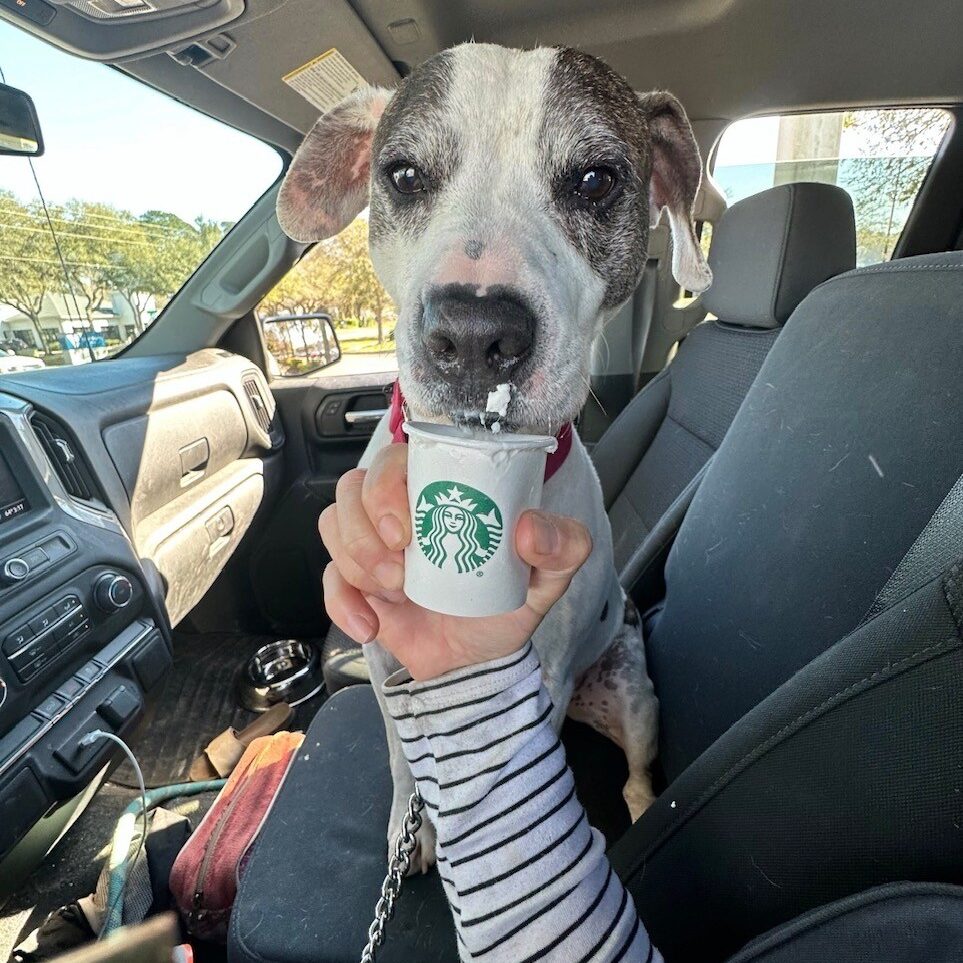 patrick pup